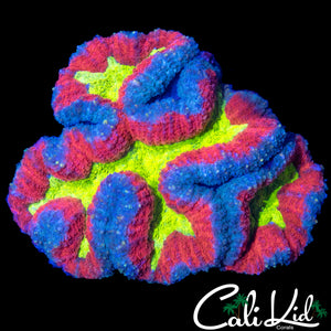 INSANE RAINBOW SYMPHYLLIA