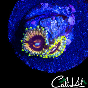 CK HELL RAZOR ZOA DOUBLE