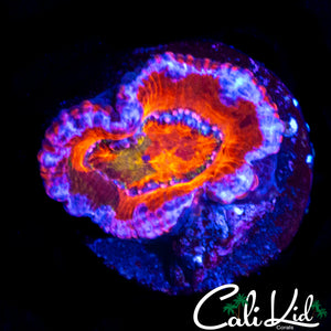RARE GRAFTED ACAN LORD