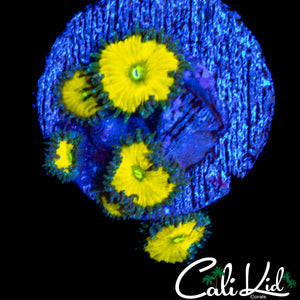 CK SOLAR DEITY ZOA MINI COLONY