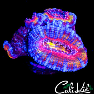 INSANE RAINBOW ACAN QUAD