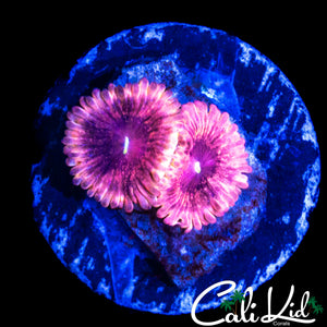CK UNRELEASED ZOA DOUBLE