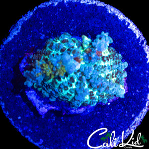 CK CIRCUS BOUNCE MUSHROOM