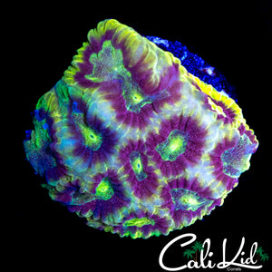 BEAUTIFUL RAINBOW FAVIA