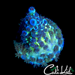 C2C SHELL SHOCK TENIUS