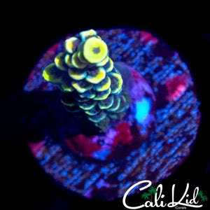 BK CHEM FRUIT LOOPS TENIUS