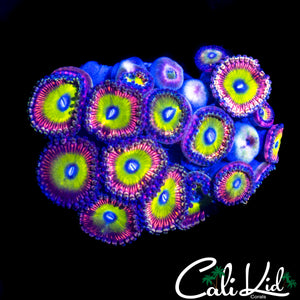 ASSORTED ZOA COLONY