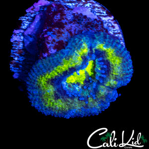 ULTRA BLUE RING ACAN LORD