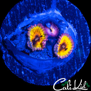 CHIQUITA TYPE ZOA TRIPLE