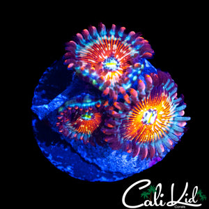 CB WHITE ZOMBIE ZOA TRIPLE