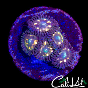 MYSTERY ZOA MINI COLONY