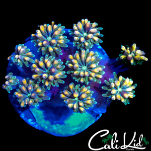 CK KALEIDOSCOPE GALAXIA