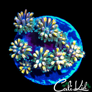 CK KALEIDOSCOPE GALAXIA