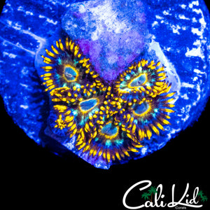 MURDER HORNETS ZOA MINI COLONY