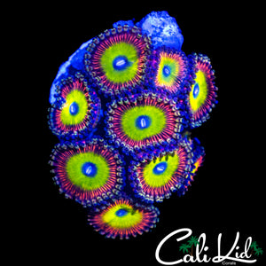 ASSORTED ZOA MINI COLONY
