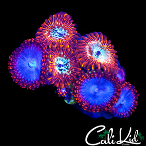ASSORTED ZOA MINI COLONY