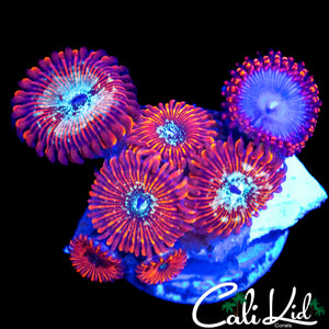 ASSORTED ZOA MINI COLONY