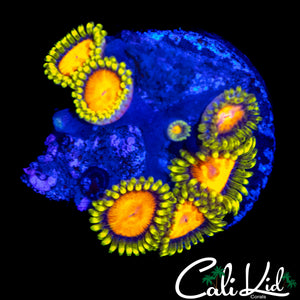 CK BLAZIN CAJUN ZOA MINI COLONY
