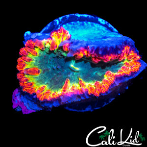 BEAUTIFUL TRI COLOR BLASTO