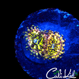CK PINEAPPLE EXPRESS ZOA DOUBLE