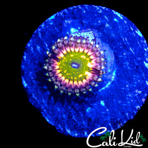 CK MONSTER'S INC ZOA