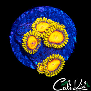 CK BLAZIN CAJUN ZOA MINI COLONY