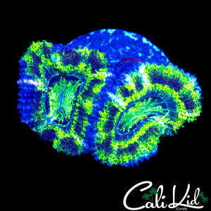 BLACK OUT ACAN DOUBLE