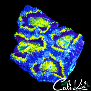 BLUE RING ACAN QUAD