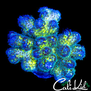 BI COLOR STYLO CHUNK