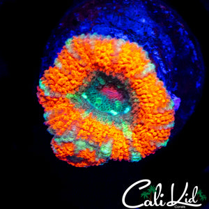 RARE ASIAN ACAN DOUBLE