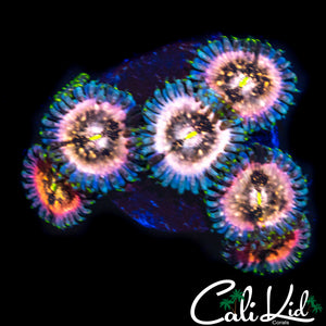 SOUR PUNCH ZOA MINI COLONY