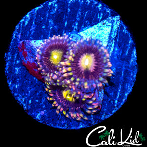 CK ANTI MATTER ZOA TRIPLE