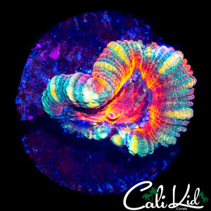 BEN'S PRIVATE COLLECTION ASIAN ACAN