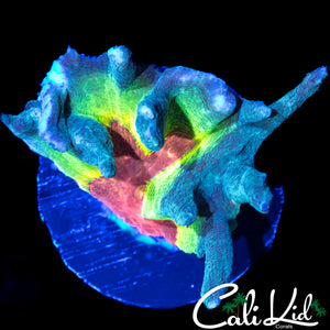 BEAUTIFUL RAINBOW PECTINIA