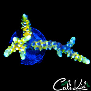 RRC GRAFTED GOLDEN ROD ANACROPORA