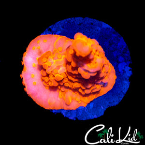 CK FLAMIN SETOSA