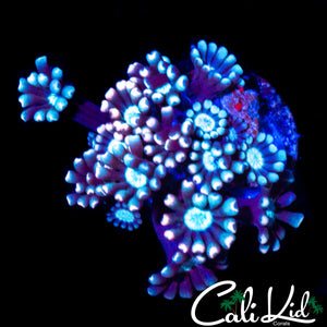 TRI COLOR ALVEOPORA