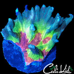 BEAUTIFUL RAINBOW PECTINIA