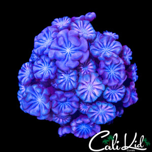 POWDER PUFF ALVEOPORA