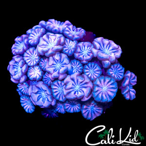 POWDER PUFF ALVEOPORA