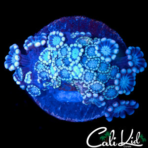 MYSTERY ALVEOPORA