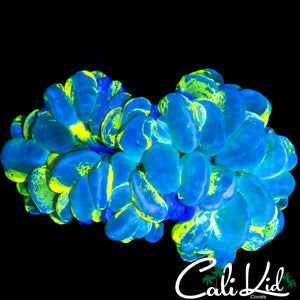 RADIOACTIVE BUBBLE CORAL