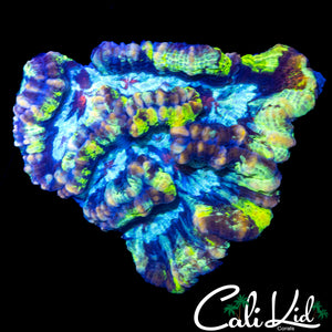ULTRA RAINBOW WILSONI