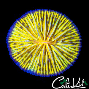 ULTIMATE RAINBOW FUNGIA