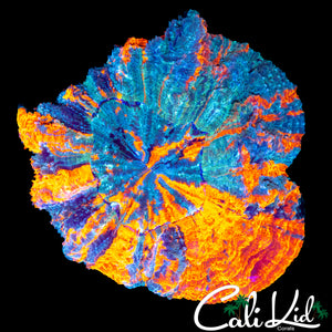 XL QUAD COLOR ACANTHO