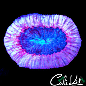 PINK AQUA TRACHY