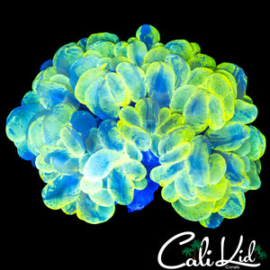 RADIOACTIVE BUBBLE CORAL