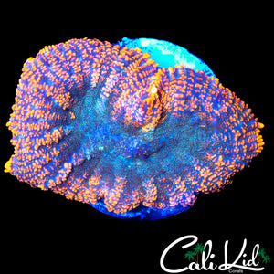 FLAME RIM RHODACTIS