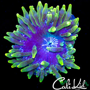 LASER EYE ANEMONE
