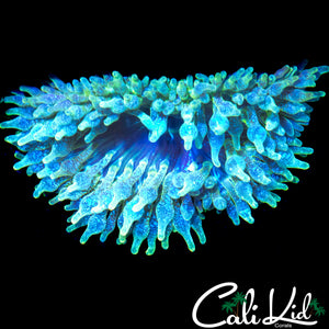 GLITTER GHOST ANEMONE